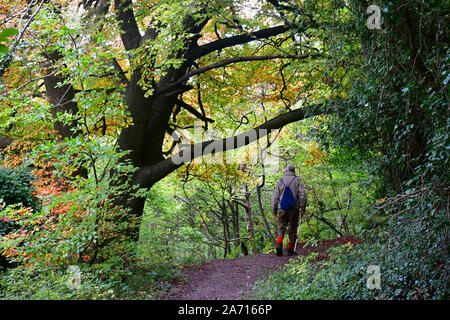 Il vecchio uomo che cammina attraverso un pennello Hill Riserva Naturale, Princes Risborough, Buckinghamshire, UK. Chilterns Foto Stock