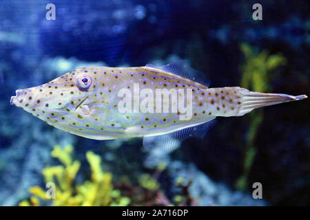 Aluterus scriptus, comunemente noto come scrawled filefish, broomtail filefish o scarabocchiati leatherjacket, è un mare di pesci appartenenti alla famiglia Monacanthidae. Foto Stock