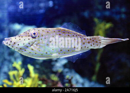 Aluterus scriptus, comunemente noto come scrawled filefish, broomtail filefish o scarabocchiati leatherjacket, è un mare di pesci appartenenti alla famiglia Monacanthidae. Foto Stock