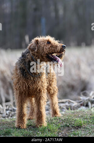 Cane su erba, Airedale Terrier, ritratto cane, cane in posizione di parcheggio Foto Stock