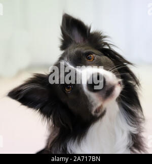 Border Collie davanti a uno sfondo bianco Foto Stock