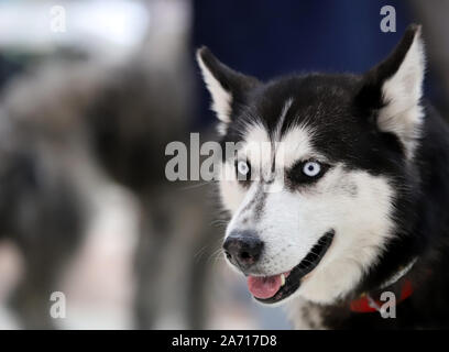 Cane,siberian husky, il ritratto di un cane di razza Foto Stock