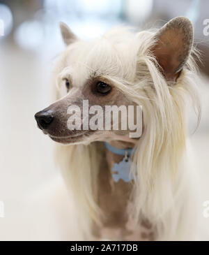 Ritratto di un cane di razza Foto Stock