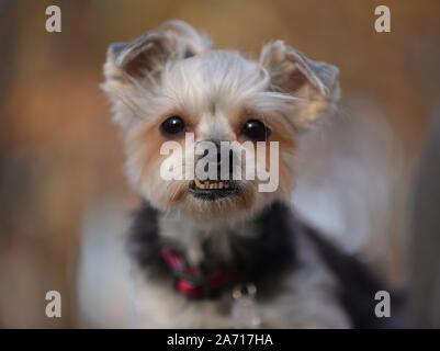 Cane, Yorkshire terrier, ritratto, il ritratto di un cane di razza Foto Stock