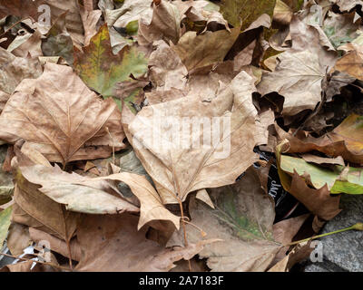 Close up di croccante marrone a foglie di autunno sul marciapiede Foto Stock