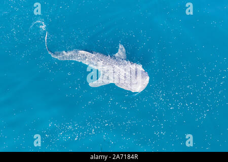 Un squalo balena, Rhincodon typus, lentamente nuota vicino alla superficie di alimentazione di krill in Indonesia. Questo è il più grande conosciuto extant specie di pesce sulla terra. Foto Stock
