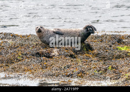 Un porto di tenuta o guarnizione comune, Phoca vitulina , trasportata fuori sulle rocce off Bressay in Shetland. Foto Stock