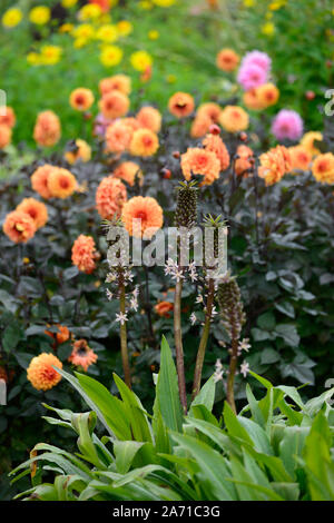 Eucomis comosa pink gin,giglio di ananas,racemi,raceme, rosso-viola, bratta frondosa,bratti,fiore,fiori,fioritura,dahlia david ho Foto Stock