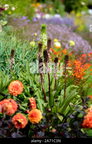 Eucomis comosa pink gin, giglio di ananas, racemi, raceme, rosso-viola, bratta frondosa, bratti, fiore, fiori, fioritura, RM Floral Foto Stock