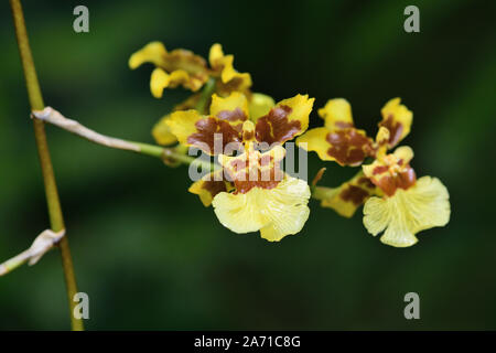 Close up di golden shower orchidea (oncidium) fiori in fiore Foto Stock