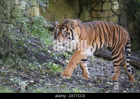 Maschio di tigre di Sumatra, Joao, pattugliano il suo involucro (panthera tigris sumatrae) Foto Stock