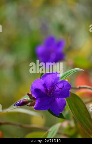 Tibouchina urvilleana,blu,viola,fiore,fiori,fioritura,princess flower,gloria bush,lasiandra,RM Floral Foto Stock