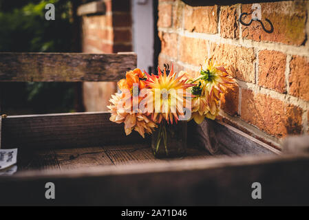 Un affievolimento vaso di fiori dahlia sedersi in un vassoio di legno su una fredda giornata autunnale Foto Stock