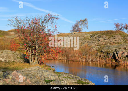 Paesaggio autunnale con piccole Rowan tree, Sorbus aucuparia, con bacche rosse in crescita su terreno roccioso da un piccolo stagno blu su una soleggiata giornata di ottobre. Foto Stock
