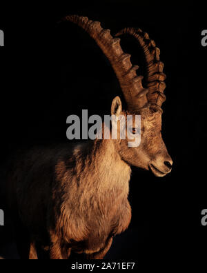 Ibex maschio durante il tramonto a Rotsteinpass, Alpstein in Svizzera Foto Stock