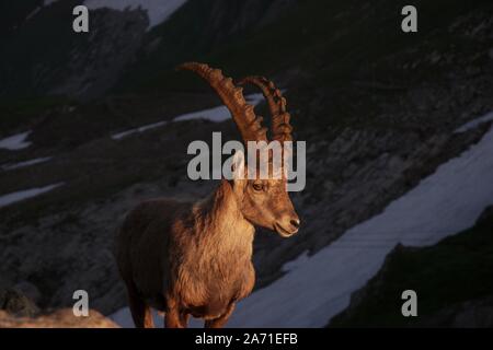 Ibex maschio durante il tramonto a Rotsteinpass, Alpstein in Svizzera Foto Stock