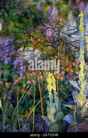 Olearia lacunosa,strette,marrone scuro,foglie,fogliame,capretti tree,RM Floral Foto Stock