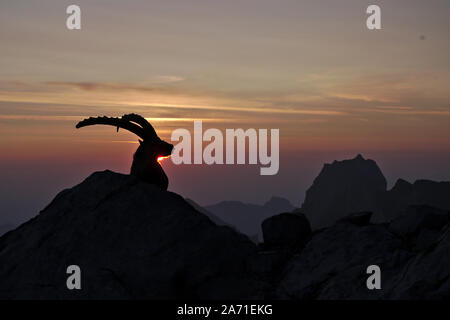 Ibex maschio durante il tramonto a Rotsteinpass, Alpstein in Svizzera Foto Stock