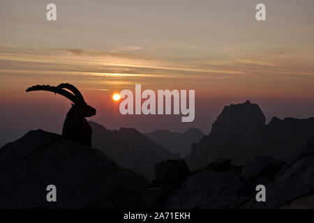 Ibex maschio durante il tramonto a Rotsteinpass, Alpstein in Svizzera Foto Stock