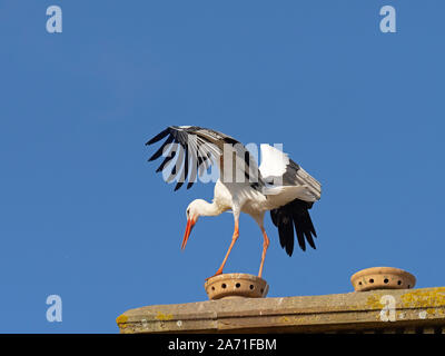 Ciconia ciconia ciconia Norfolk Foto Stock