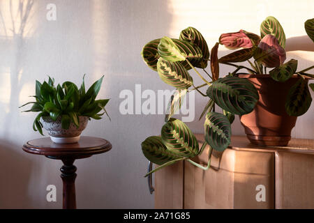 Houseplant maranta e altre piante in camera a luce solare Foto Stock