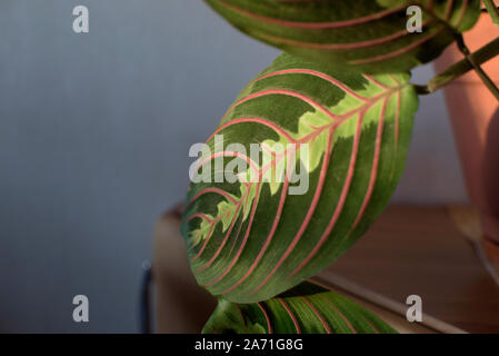 Foglia di maranta close-up Foto Stock