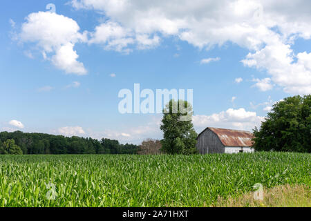 Capanna con un tetto arrugginito dietro un campo di mais verde. Idilliaco scenario rurale. Azienda agricola di famiglia con copia spazio nel cielo se necessario. Foto Stock