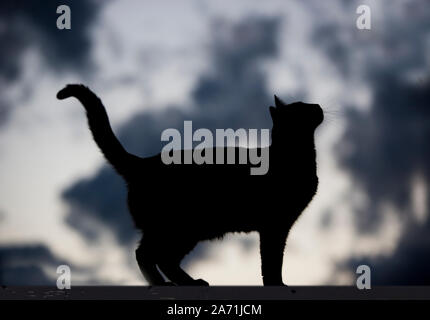 Nuvole temporalesche dietro un gatto nero in piedi su una recinzione Foto Stock