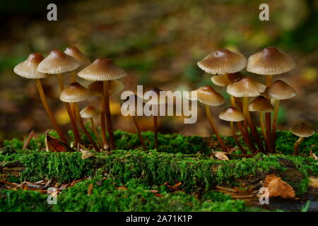 Cofano in cluster funghi Mycena inclinata che cresce su un muschio coperto log con sfondo bokeh di fondo. Foto Stock