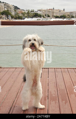 CANNES, Francia. 16 maggio 2013: "La Gran Bretagna's Got Talent' vincitore Pudsey a photocall al 66° Festival di Cannes per annunciare il suo nuovo film 'Pudsey: il film'. © 2013 Paul Smith / Featureflash Foto Stock