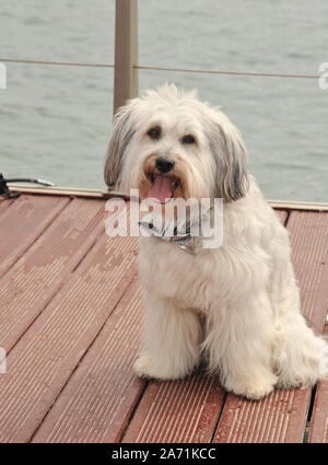 CANNES, Francia. 16 maggio 2013: "La Gran Bretagna's Got Talent' vincitore Pudsey a photocall al 66° Festival di Cannes per annunciare il suo nuovo film 'Pudsey: il film'. © 2013 Paul Smith / Featureflash Foto Stock