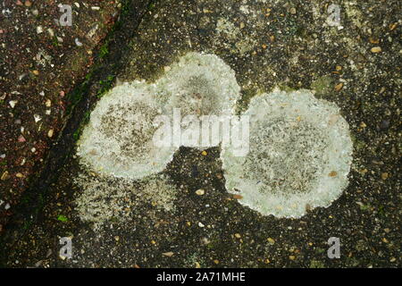 Marciapiede lichen Xanthoparmelia scabrosa che cresce su una pavimentazione in calcestruzzo lastra. Foto Stock