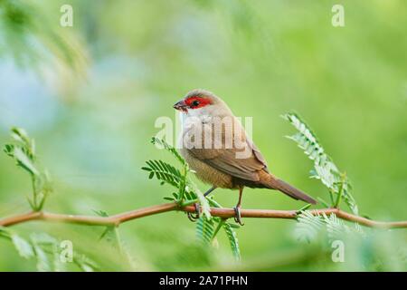 Comune (waxbill Estrilda astrild) seduto su un ramo, Hawaiian Isola Oahu, Hawaii, Stato di Aloha, STATI UNITI D'AMERICA Foto Stock