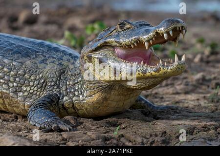 Caimano dagli occhiali (Caiman crocodilus yacare) con bocca aperta sulla riva, animale ritratto, Pantanal, Mato Grosso, Brasile Foto Stock