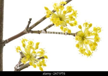 Fiori di un corniola su sfondo bianco Foto Stock