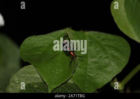 Un Golden beetle capovolto su due a forma di cuore foglie. Foto Stock