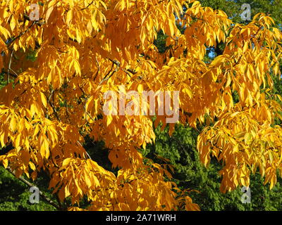 Splendido colore giallo brillante fogliame del shagbark hickory tree (Carya ovata), in un Nord Yorkshire park, Inghilterra Foto Stock