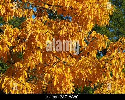 Bel giallo fogliame autunnale del shagbark hickory tree (Carya ovata) cresce in una North Yorkshire park, Inghilterra Foto Stock