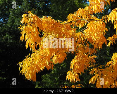 Splendido colore giallo brillante fogliame di autunno di un shagbark hickory tree (Carya ovata) in North Yorkshire park, Inghilterra Foto Stock