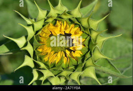 Bocciolo di un girasole in estate contro lo sfondo di colore verde Foto Stock