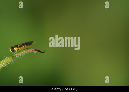 Un po' di hoverfly siede sulla cima di una foglia contro uno sfondo verde e spazi aperti nella natura Foto Stock