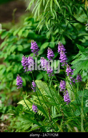 Dactylorhiza,orchidee terrestri,fiore viola,fiori,fioritura,piante,piante perenni,marsh orchidee,giardino,RM Floral Foto Stock
