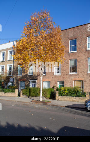 Rosso cinese (Betulla Betula albosinensis "fascino") albero Street, Londra Foto Stock