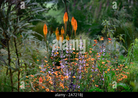 Salvia sclarea, clary, clary salvia, biennale, erbaceo a breve durata perenne, fiori, fioritura, lilla, viola, Kniphofia Fiery Fred, torce giglio, poker rosso caldo Foto Stock