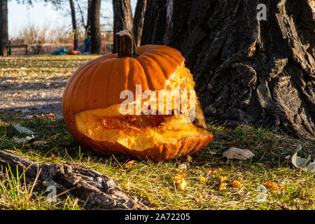 zucca, squash invernale arancione, 1/2 mangiati, sdraiati per terra, nel parco Foto Stock