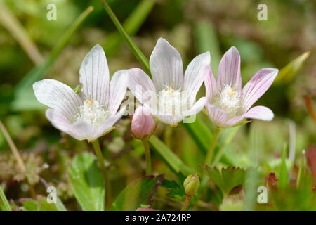 Bog Pimpernel - Anagallis tenella acida fiore brughiera Foto Stock