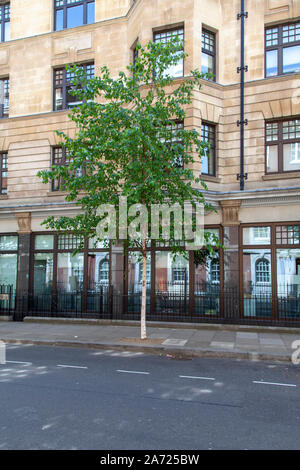 Kenai Birch (Betula papyrifera 'Kenaica') albero street, Westminster, London W1 Foto Stock