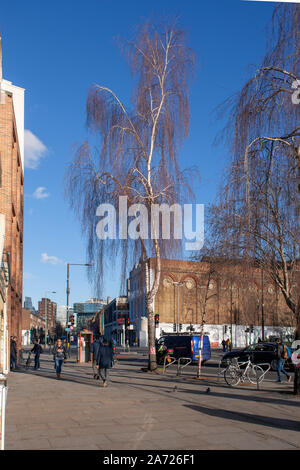 Argento sfrondato la betulla (Betula pendula) street albero vicino alla Old Vic Theatre, Waterloo, London SE1 Foto Stock