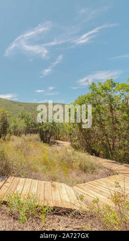 Telaio verticale passerella in legno che conduce in basso la foresta circondato da alberi sotto il cielo blu Foto Stock