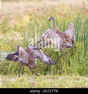 Gru Sandhill coppia accoppiata Dancing Foto Stock